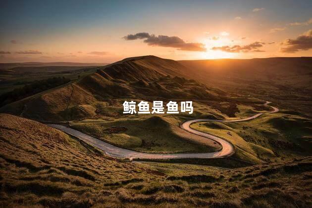鲸鱼是鱼吗