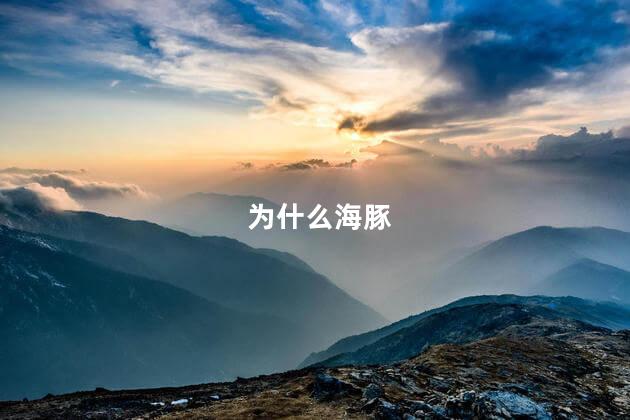 为什么海豚