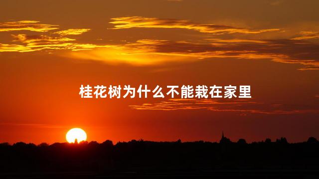 桂花树为什么不能栽在家里